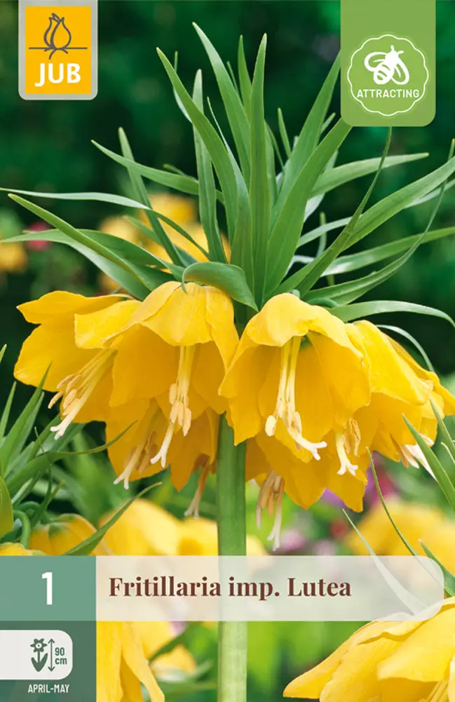 Kirjopikarililja Lutea 1 kpl/pkt - Pikarililjat - 8712438519352 - 1