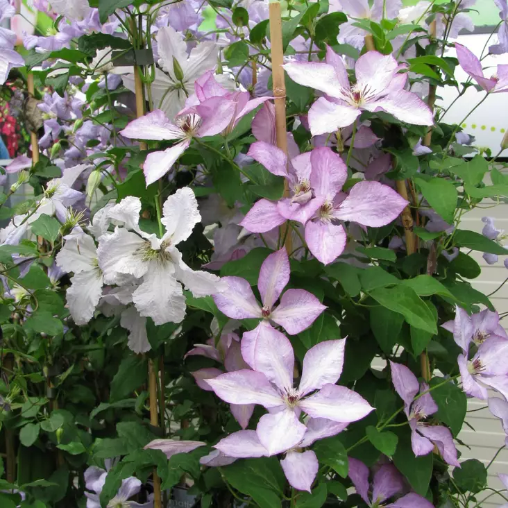 Loistokärhö Margaret Hunt - Köynnöskasvit - 50762 - 1