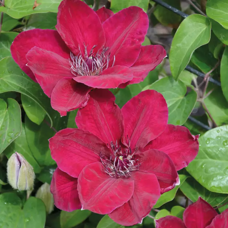 Loistokärhö Zosia - Köynnöskasvit - 51052 - 1