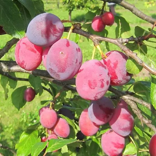 Luumupuu Kuokkalan punaluumu - Luumupuut - 1322 - 1