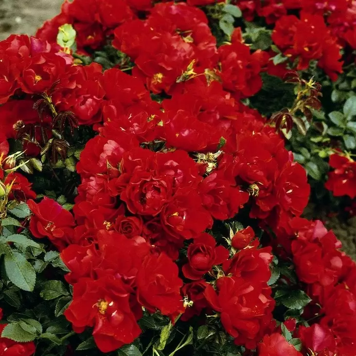 Maanpeittoruusu Centro Rose - Ryhmäruusut - 31422 - 1