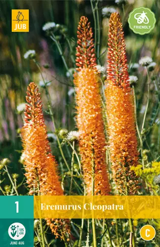 Marskinlilja Cleopatra 1 kpl/pkt - Muut kukkasipulit - 8712438979002 - 0