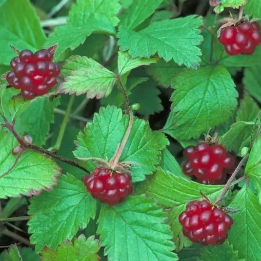 Mesimarja Elpee P9 - Erikoismarjat ja hyötykasvit - 21782 - 1