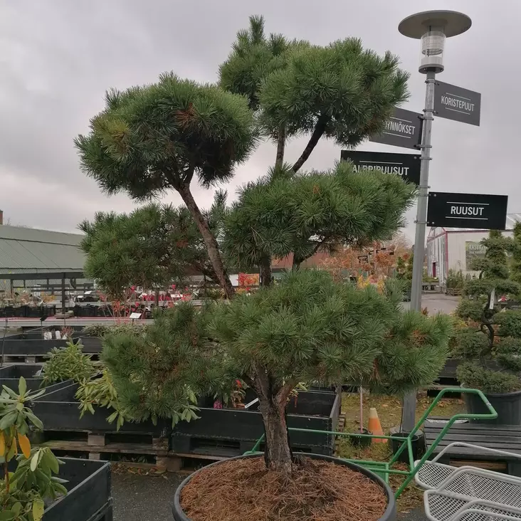 Metsämänty bonsai - Bonsait ja erikoishavut - 84892 - 1