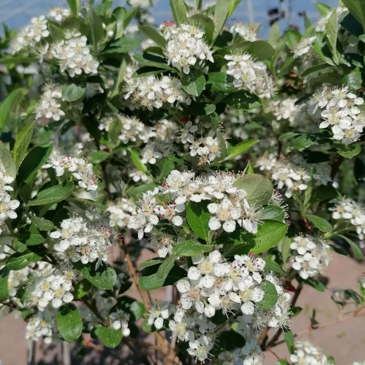 Musta-aronia Glorie rungolla - Koristepuut - 43062 - 1