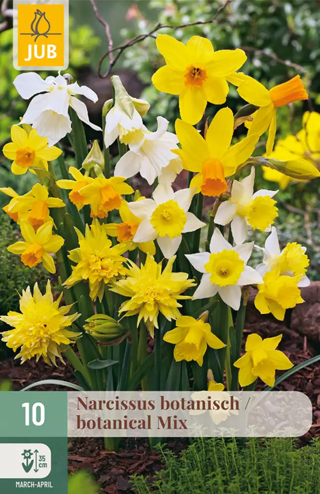 Narsissi Botanical mix 10 kpl/pkt - Narsissit - 8712438514012 - 1