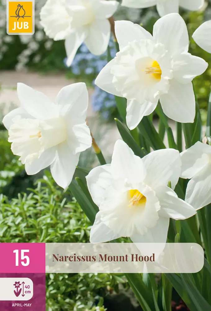 Narsissi Mount Hood 15 kpl/pkt - Narsissit - 8712438982712 - 1