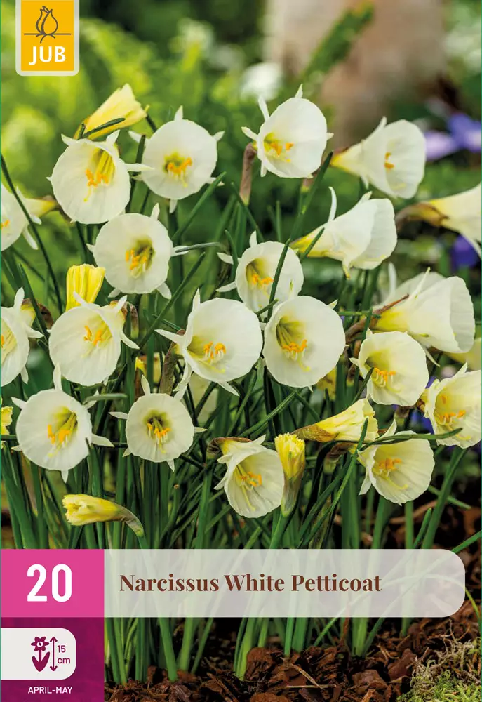 Narsissi White Petticoat 20 kpl/pkt - Narsissit - 8720873007952 - 1