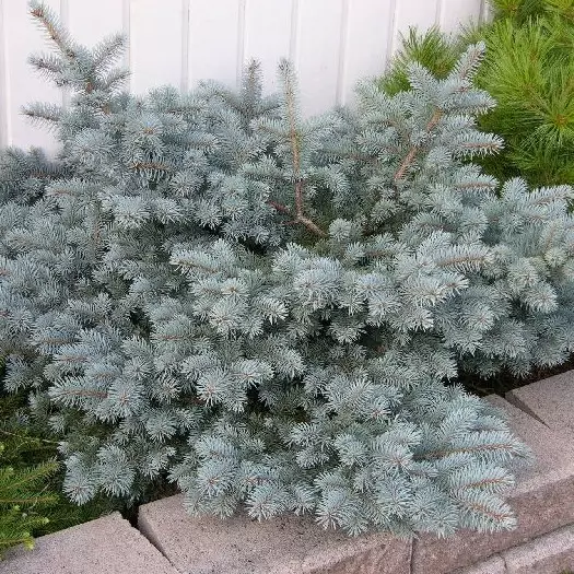 Pallohopeakuusi Glauca Globosa 25-30 - Havupuut - 6162 - 1