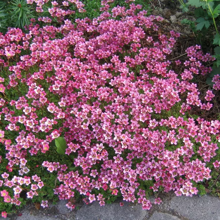 Patjarikko Purpurteppich - Perennat - 75002 - 1