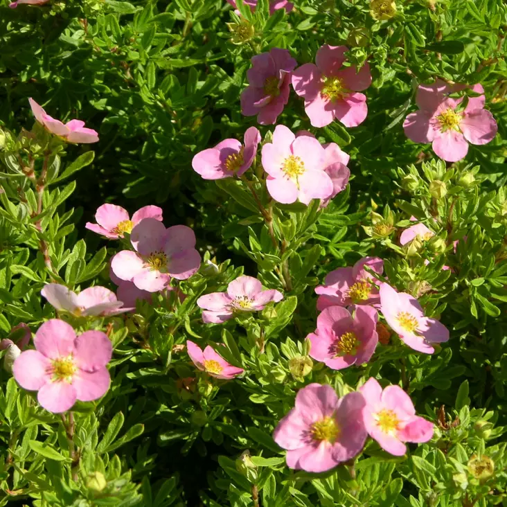 Pensashanhikki Lovely Pink - Koristepensaat - 46172 - 1