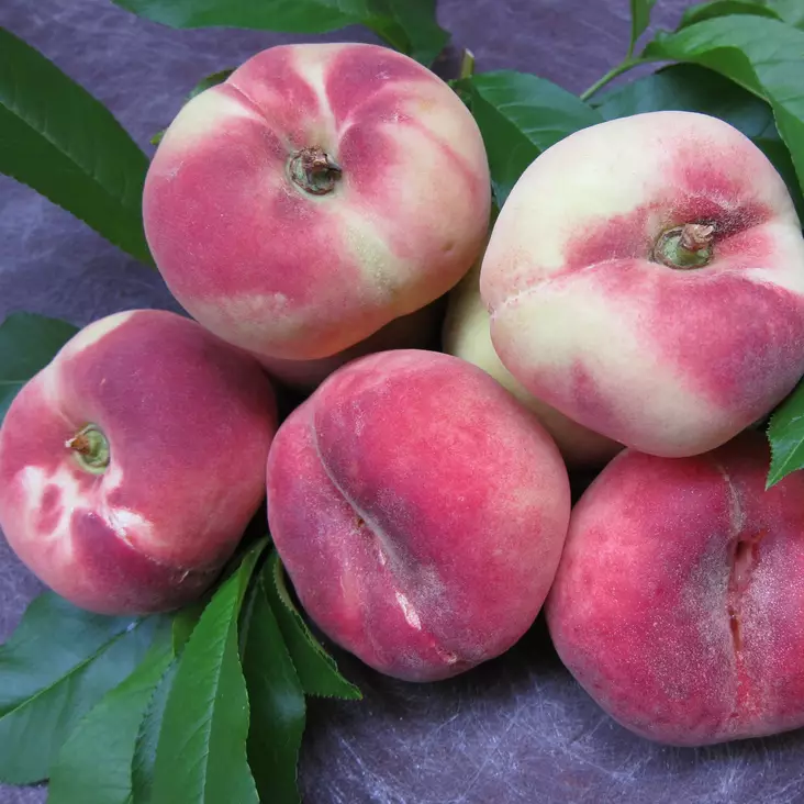 Persikka Saturn - Hedelmäpuiden erikoislajikkeet - 14192 - 1