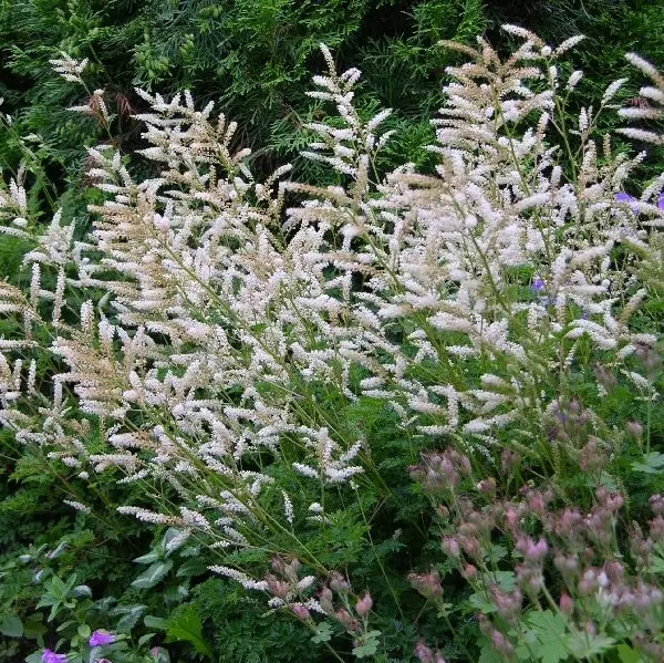 Pikkutöyhtöangervo - Perennat - 7062 - 1