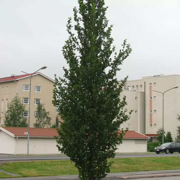 Pilaritervaleppä - Koristepuut - 40832 - 1