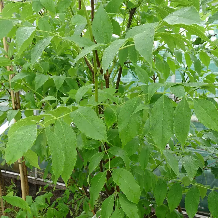 Punasaarni - Koristepuut - 40702 - 1