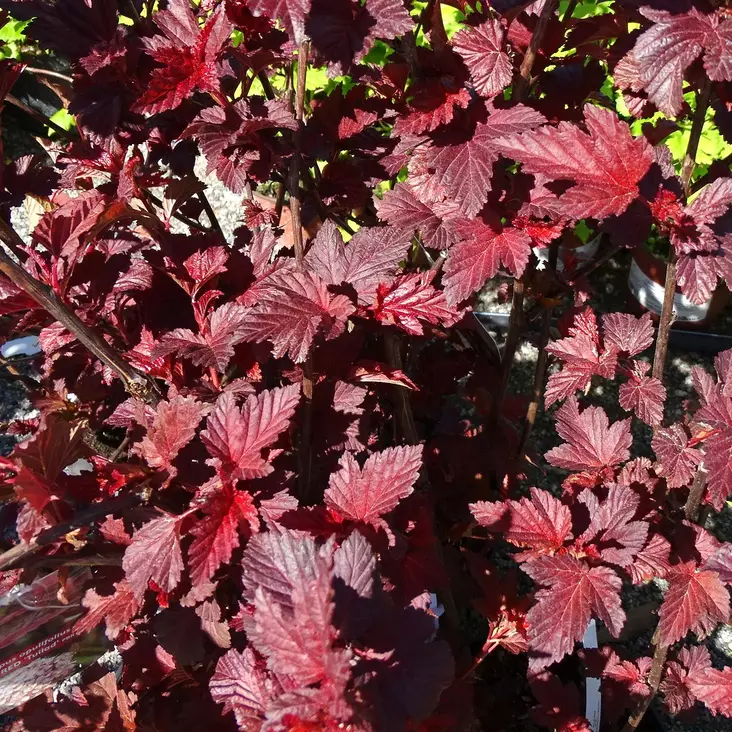 Purppuraheisiangervo Lady in Red rungoll - Koristepuut - 46052 - 1