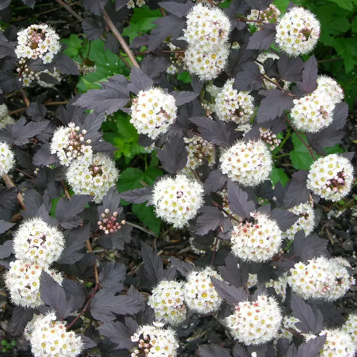 Purppuraheisiangervo Panther - Koristepensaat - 46072 - 1