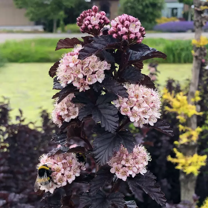 Purppuraheisiangervo Panther - Koristepensaat - 46072 - 1