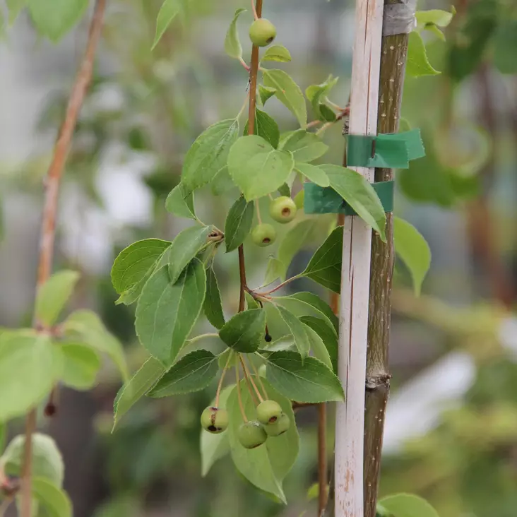 Riippamarjaomenapuu Pendula - Koristepuut - 43302 - 1