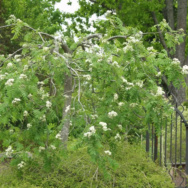 Riippapihlaja Pendula - Koristepuut - 41862 - 1