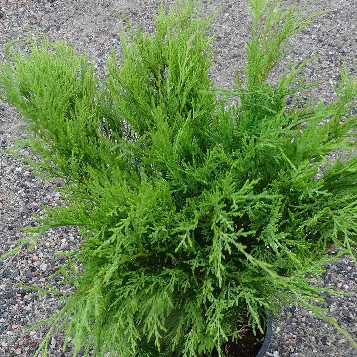 Rohtokataja C3 30-40 - Havupuut - 60752 - 1