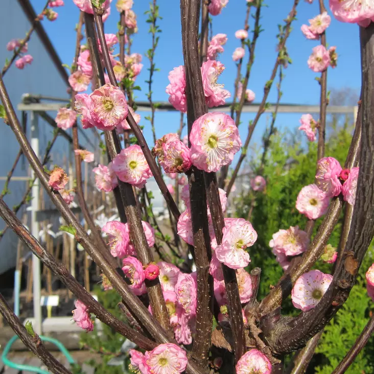 Ruusumanteli rungolla - Koristepuut - 4352 - 1