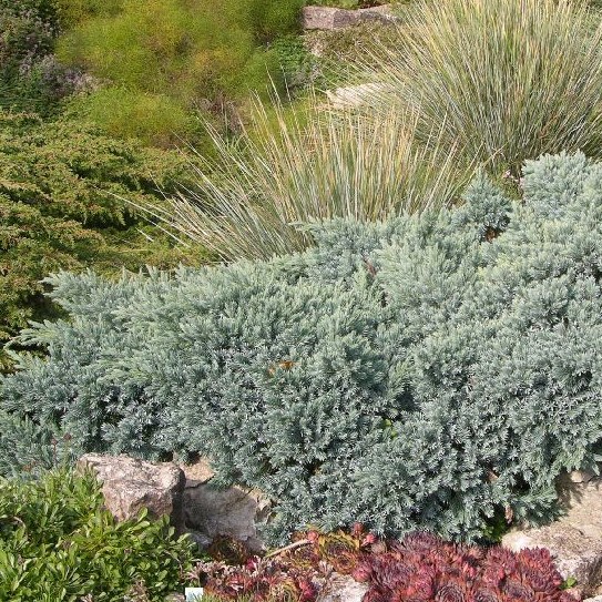 Sinikataja Blue Star 15-20 - Havupuut - 60762 - 1