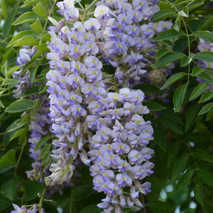 Sinisade Blue Moon - Köynnöskasvit - 5192 - 1