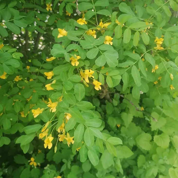 Siperianhernepensas - Koristepensaat - 4312 - 1