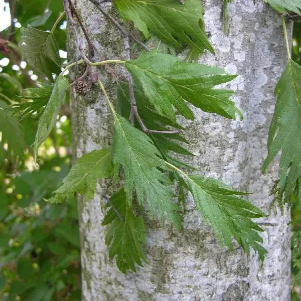 Sulkaharmaaleppä Johanna - Koristepuut - 40372 - 1