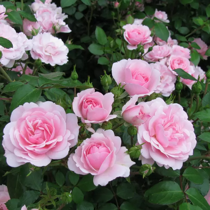 Tertturuusu Bonica 82 - Ryhmäruusut - 31292 - 1