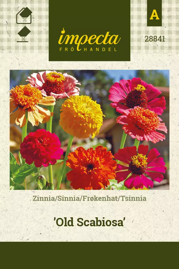 Tsinnia Old Scabiosa - Kukkien ja koristeheinien siemenet - 7332756288412 - 0