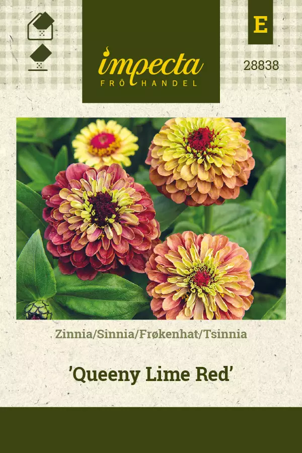 Tsinnia Queeny Lime Red - Kukkien ja koristeheinien siemenet - 7332756288382 - 0