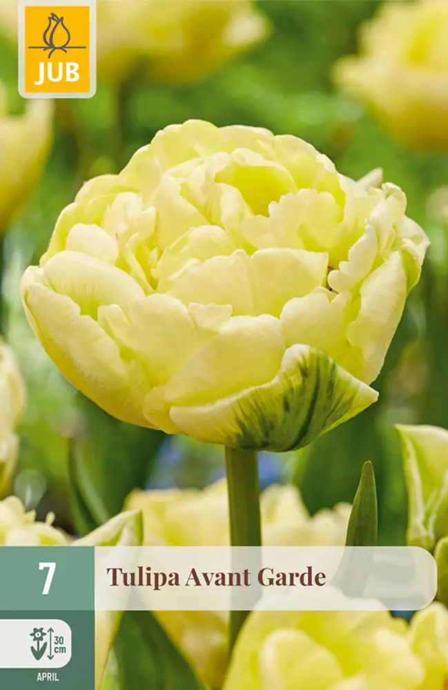 Tulppaani Avantgarde 7 kpl/pkt - Tulppaanit - 8712438982392 - 1