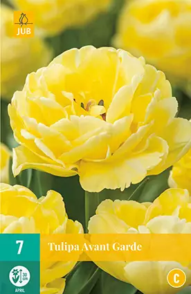 Tulppaani Avantgarde 7 kpl/pkt - Tulppaanit - 8712438982392 - 1