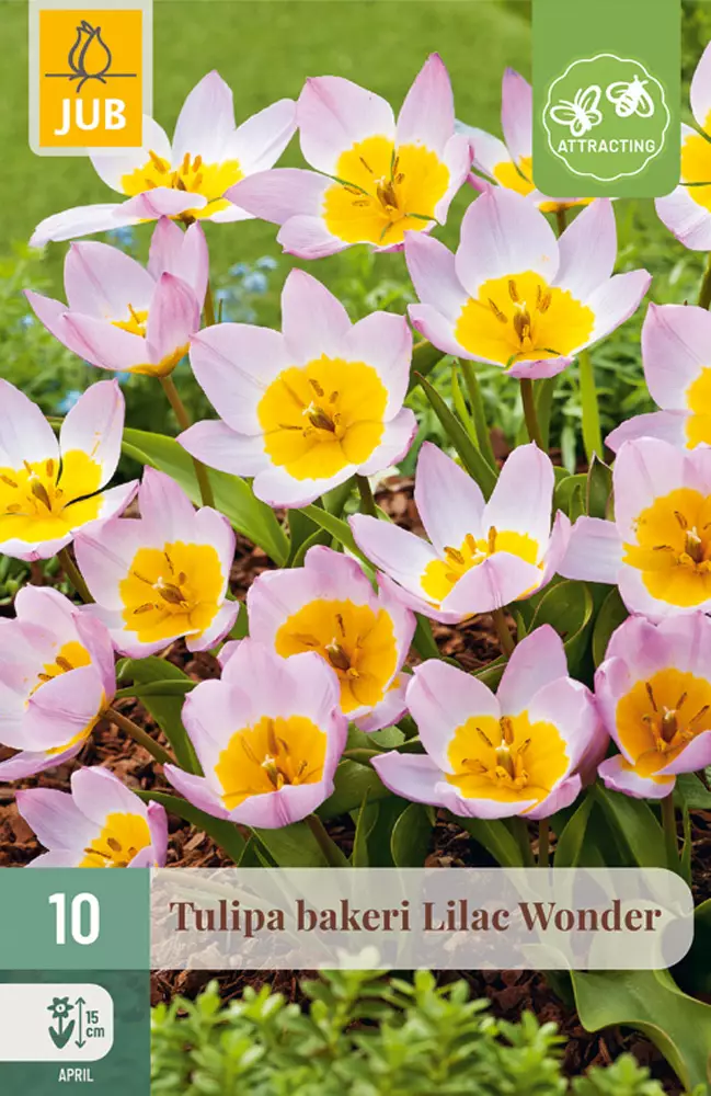 Tulppaani Bakeri Lilac Wonder 10 kpl/pkt - Tulppaanit - 8712438510052 - 1