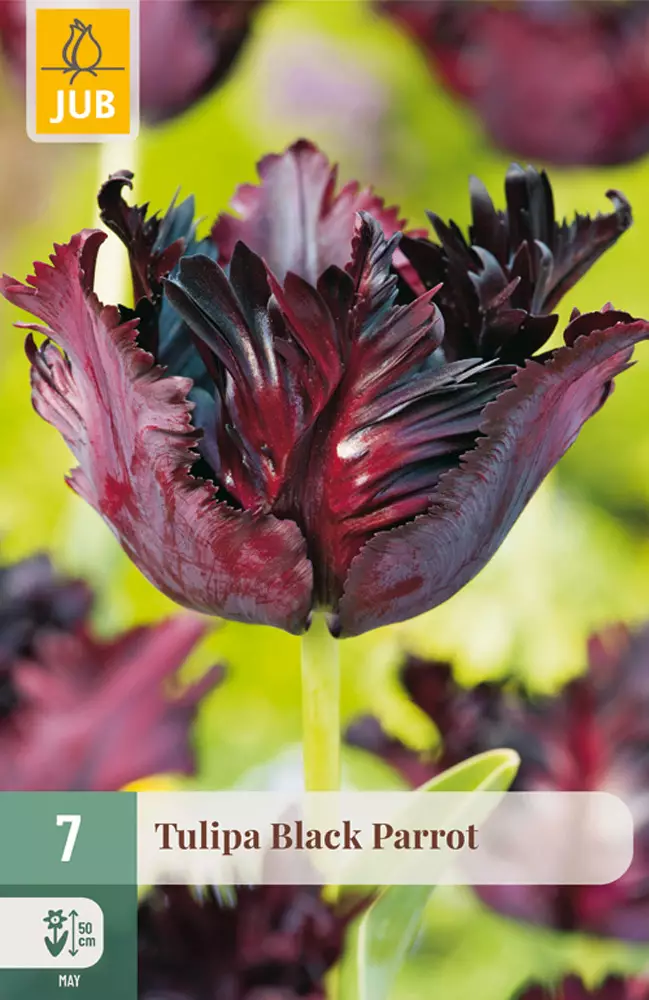 Tulppaani Black Parrot 7 kpl/pkt - Tulppaanit - 8712438506802 - 1