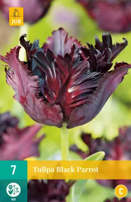 Tulppaani Black Parrot 7 kpl/pkt - Tulppaanit - 8712438506802 - 1