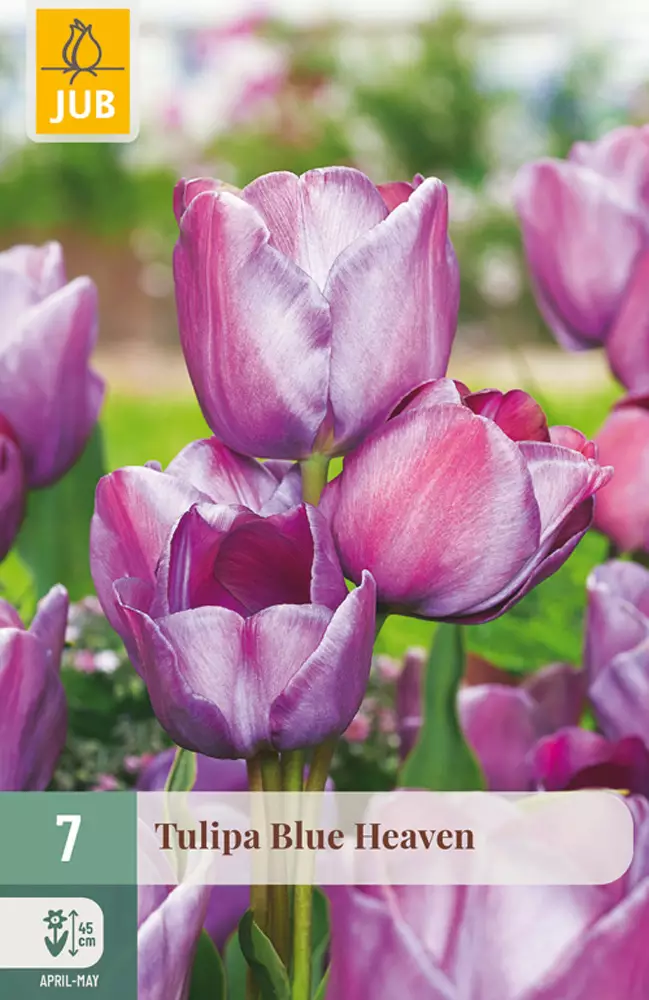 Tulppaani Blue Heaven 7 kpl/pkt - Tulppaanit - 8720873007402 - 1