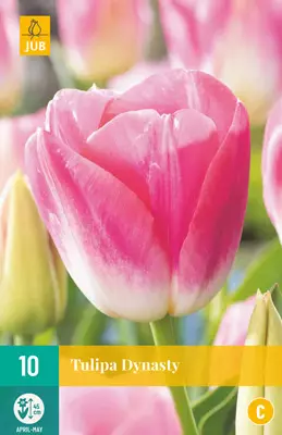 Tulppaani Dynasty 7 kpl/pkt - Tulppaanit - 8712438503092 - 1