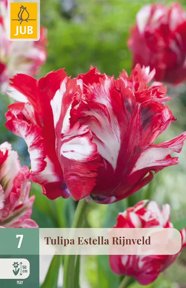 Tulppaani Estella Rijnveld 7 kpl/pkt - Kukkasipulit - 8712438506932 - 1