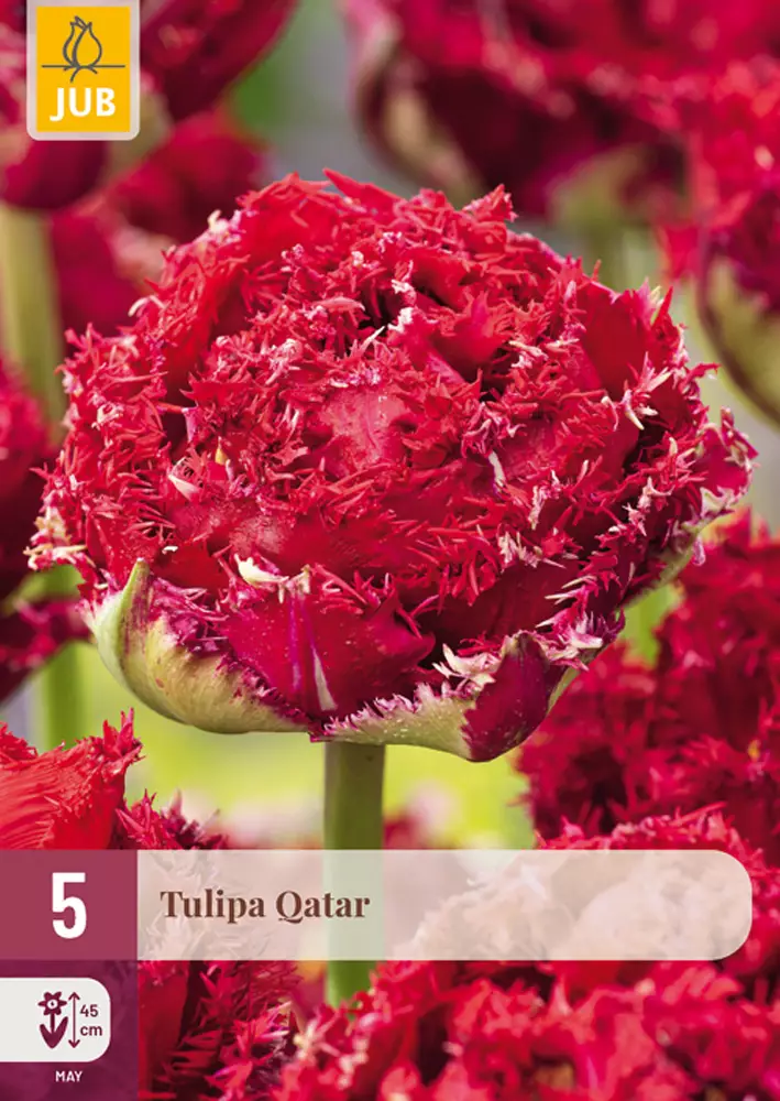 Tulppaani Qatar 5 kpl/pkt - Tulppaanit - 8712438975202 - 1