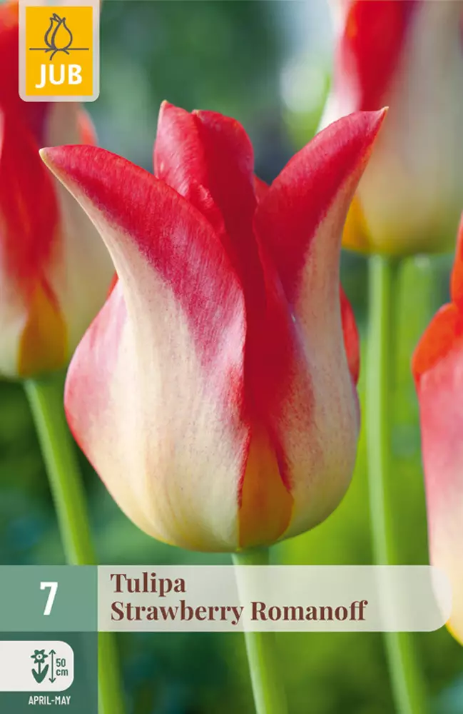 Tulppaani Strawberry Romanoff 7kpl/pkt - Tulppaanit - 8712438988912 - 1