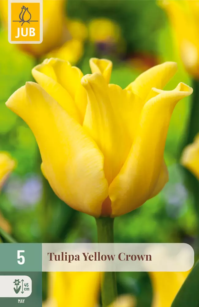 Tulppaani Yellow Crown 5 kpl / pkt - Kukkasipulit - 8712438997822 - 1