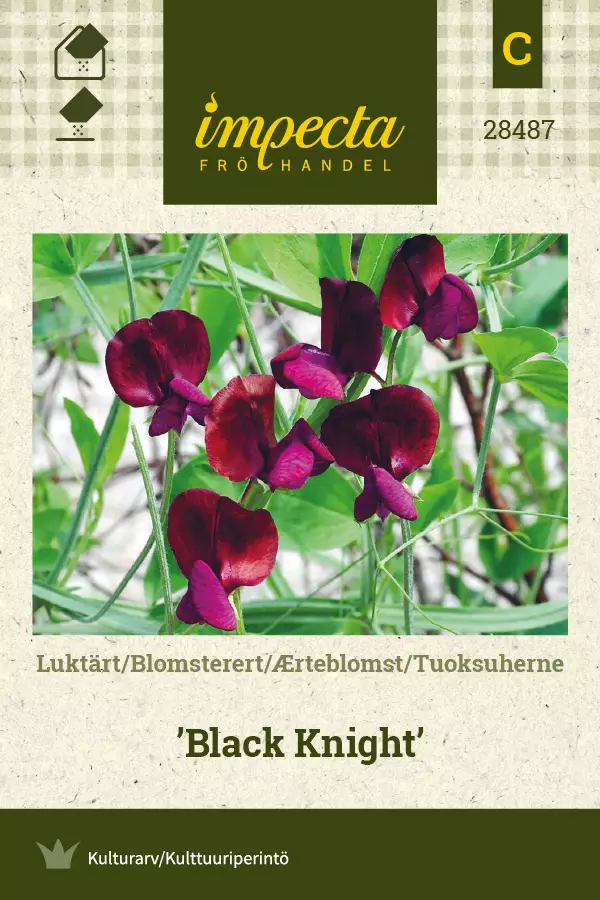 Tuoksuherne Black Knight - Kukkien ja koristeheinien siemenet - 7332756284872 - 0