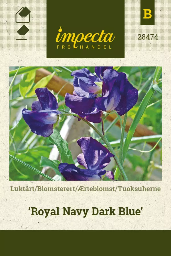 Tuoksuherne Royal Navy Dark Blue - Kukkien ja koristeheinien siemenet - 7332756284742 - 0