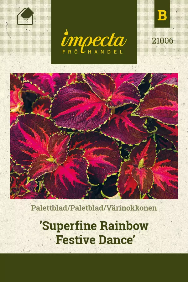 Värinokkonen Superfine Rainbow Festive D - Kukkien ja koristeheinien siemenet - 7332756210062 - 0