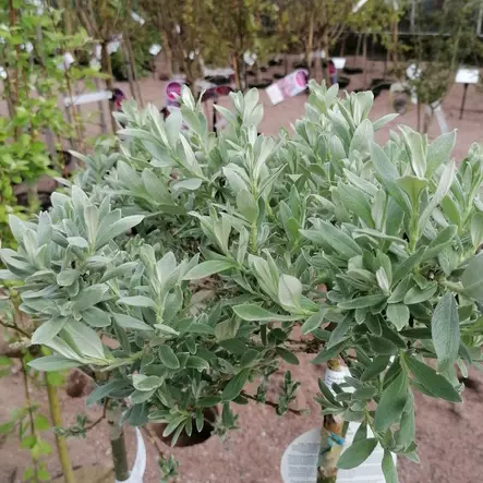 Alppipaju rungolla - Koristepuut - 41623 - 1