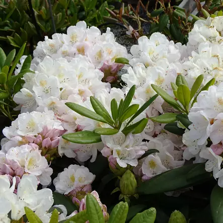 Alppiruusu Pernilla - Alppiruusut ja atsaleat - 35393 - 1