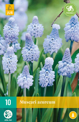Helmililja Azureum 10 kpl/pkt - Liljat - 8712438521003 - 2